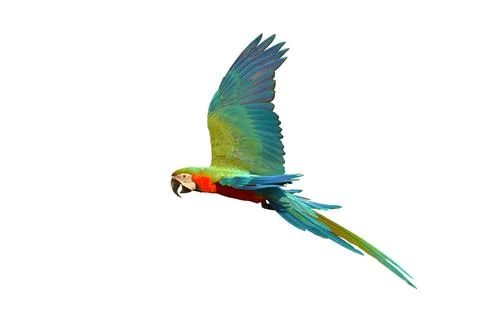 Parrot Stock Photos