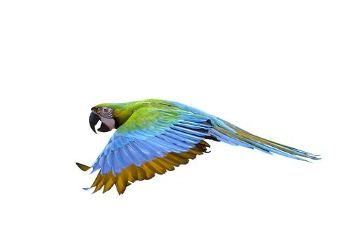 Parrot 写真素材