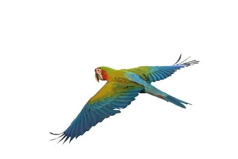 Parrot Stock Photos