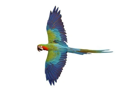 Parrot Stock-Fotos