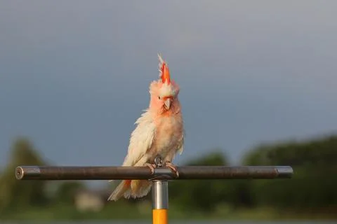 Parrot Foto stock