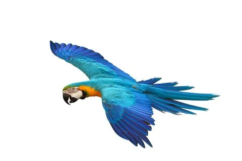 Parrot Stock Photos