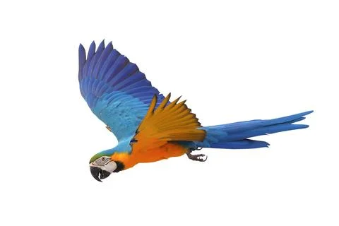 Parrot Stock Photos
