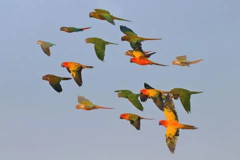 Parrot Stock Photos