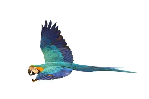 Parrot Foto stock