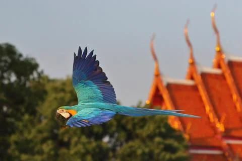 Parrot Foto stock
