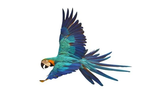Parrot 스톡 사진