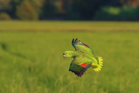 Parrot Stock Photos