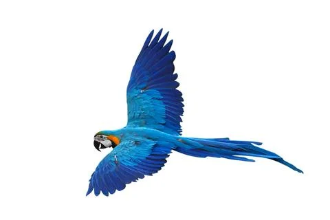 Parrot Foto stock