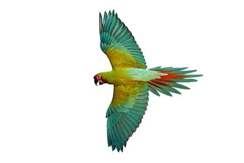 Parrot Foto stock