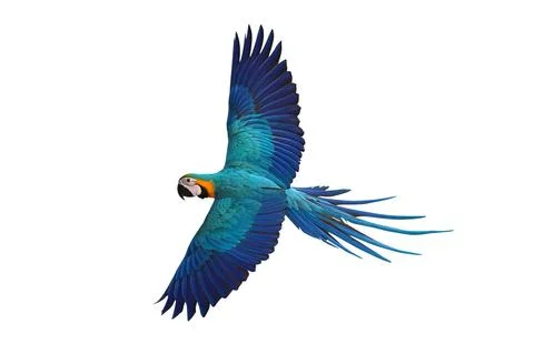 Parrot Foto stock