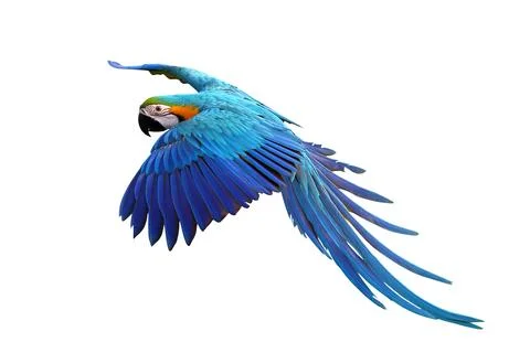 Parrot Foto stock