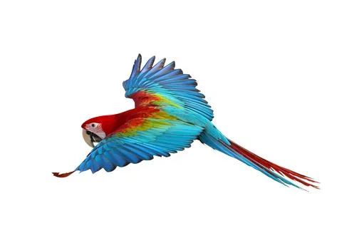 Parrot Stock Photos