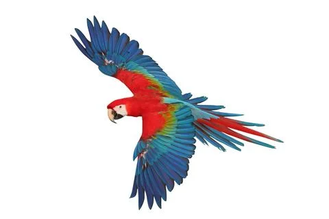 Parrot Stock Photos