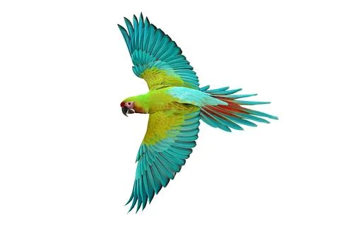 Parrot Stock Photos