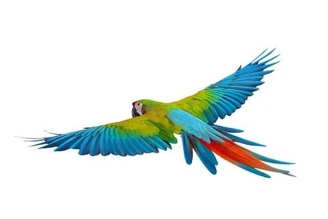 Parrot Stock Photos