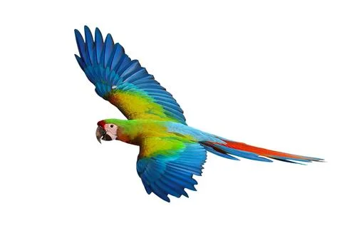 Parrot Stock Photos