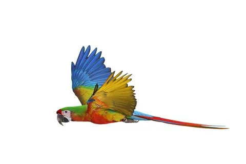 Parrot Stock Photos
