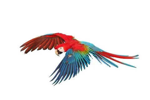 Parrot Stock Photos
