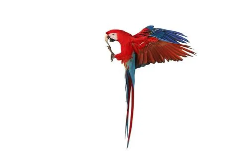 Parrot Foto stock