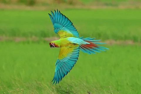 Parrot Stock Photos