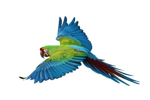 Parrot Stock Photos