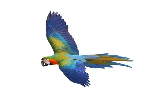 Parrot Stock Photos