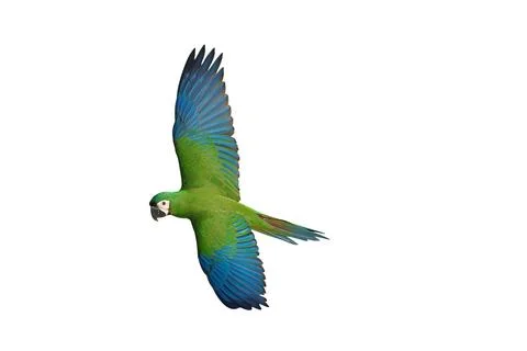 Parrot Foto stock