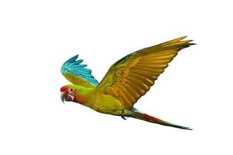 Parrot 스톡 사진