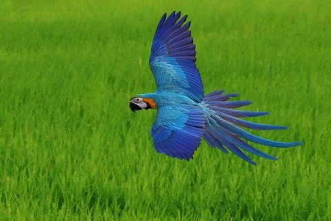 Parrot 스톡 사진