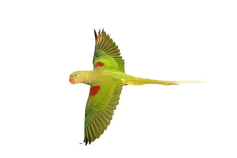 Parrot 스톡 사진