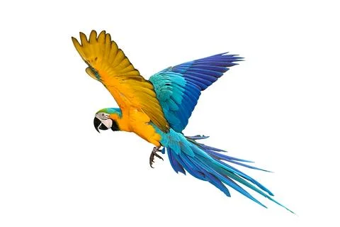 Parrot 스톡 사진