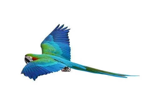 Parrot 写真素材