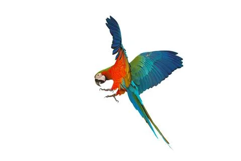 Parrot 写真素材