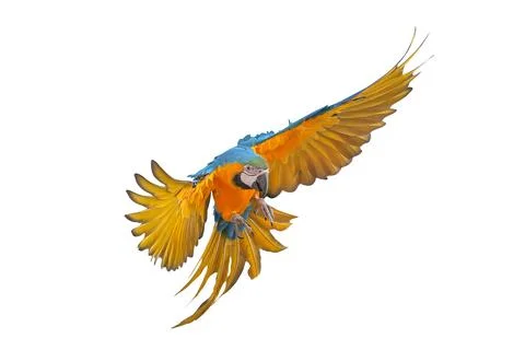 Parrot Stock Photos