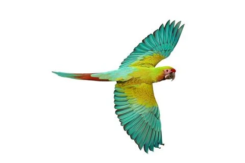 Parrot Stock Photos