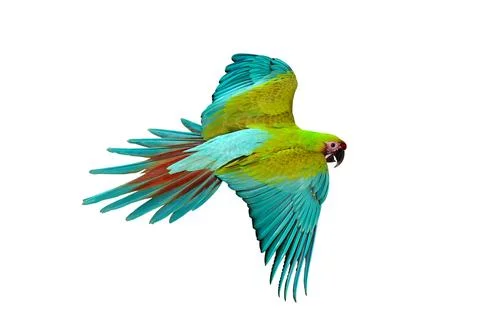 Parrot Foto stock