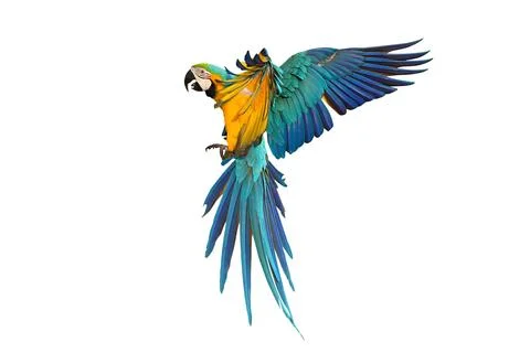 Parrot Stock Photos