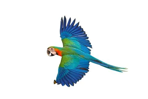 Parrot Foto stock