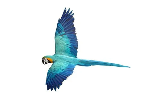 Parrot Stock Photos