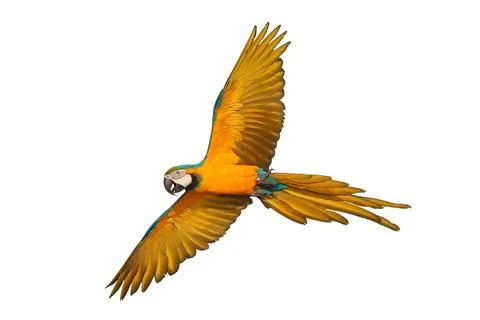 Parrot Stock-Fotos