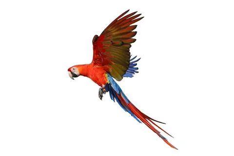 Parrot Foto stock