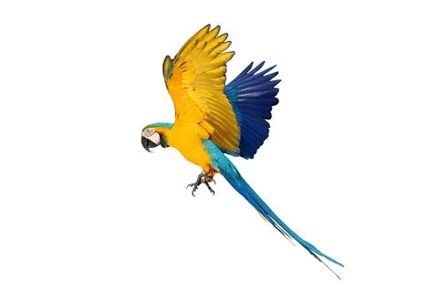 Parrot Stock Photos
