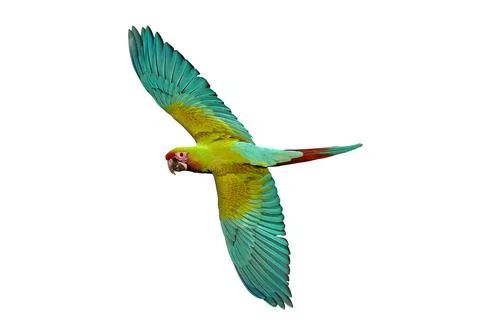 Parrot Foto stock