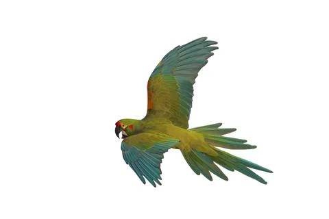 Parrot Stock Photos