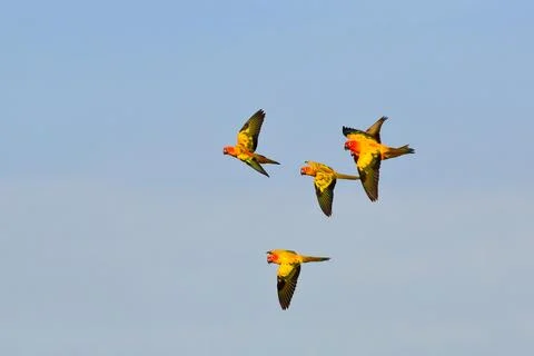 Parrot Stock Photos