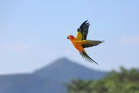 Parrot Stock Photos