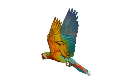 Parrot Stock Photos