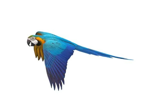 Parrot Stock Photos