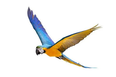 Parrot Stock Photos